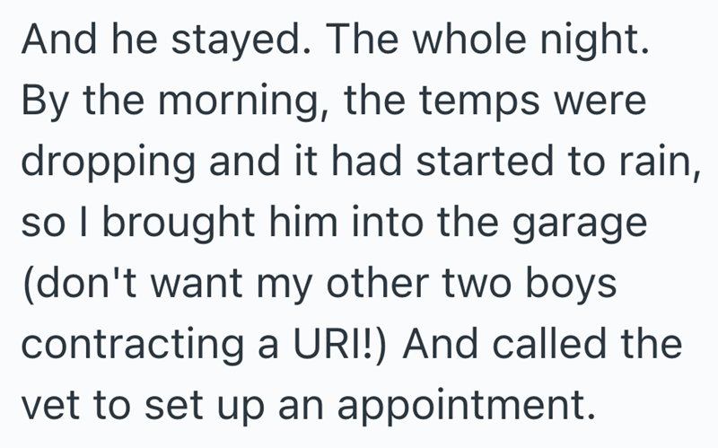 And he stayed. The whole night. By the morning, the temps were dropping and it had started to rain, so I brought him into the garage (don't want my other two boys contracting a URI!) And called the vet to set up an appointment.