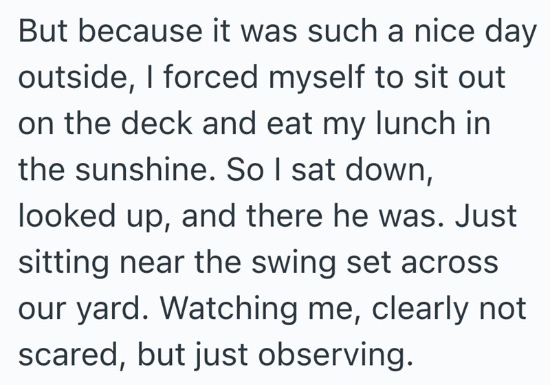 But because it was such a nice day outside, I forced myself to sit out on the deck and eat my lunch in the sunshine. So I sat down, looked up, and there he was. Just sitting near the swing set across our yard. Watching me, clearly not scared, but just observing.