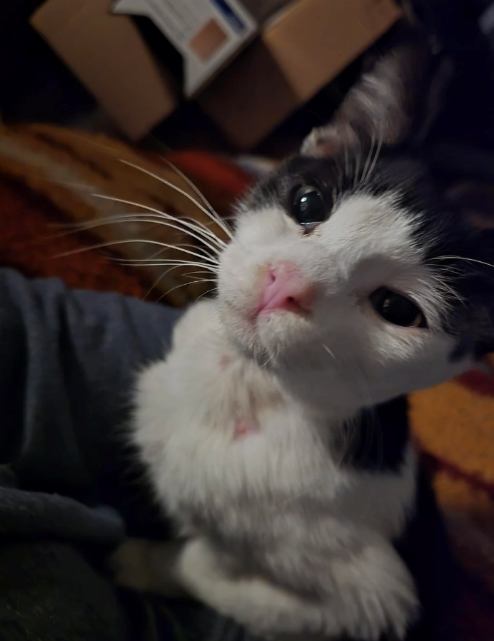 Cheezburger Image 10619499264