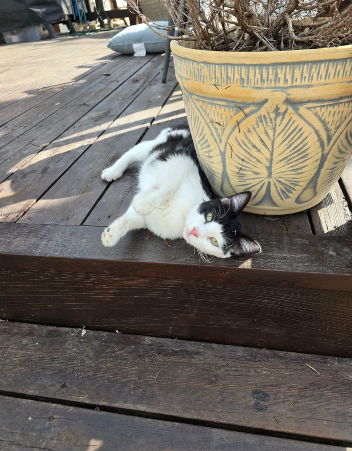 Cheezburger Image 10619500288