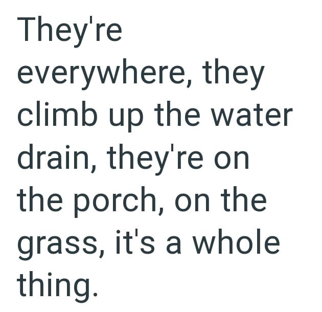They're everywhere, they climb up the water drain, they're on the porch, on the grass, it's a whole thing.