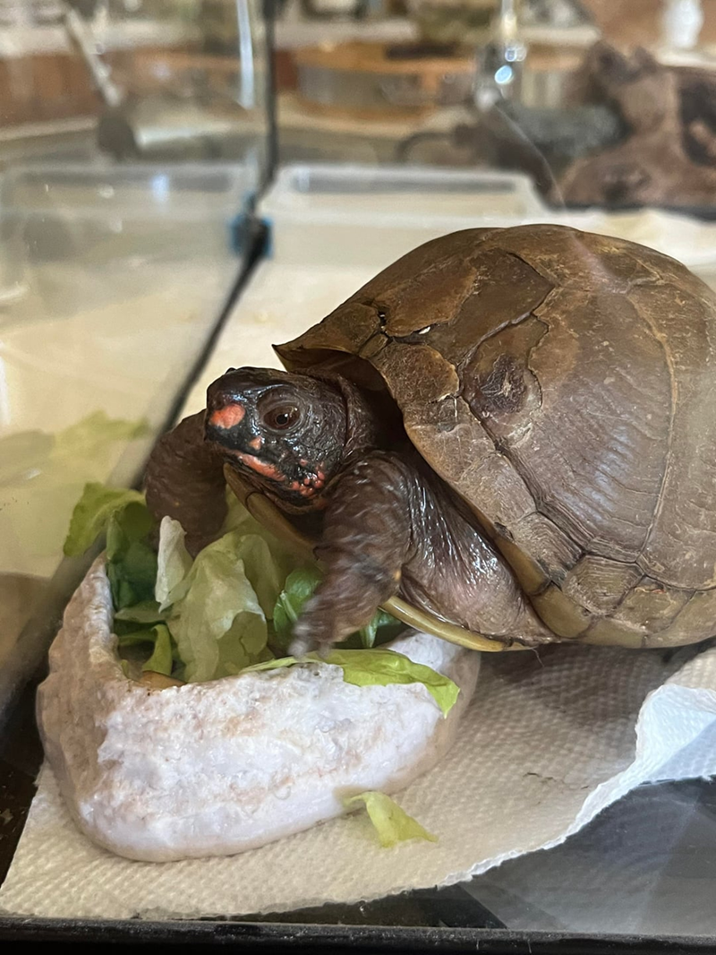 Cheezburger Image 10619513856