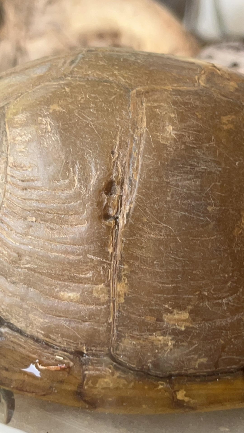 Cheezburger Image 10619514624