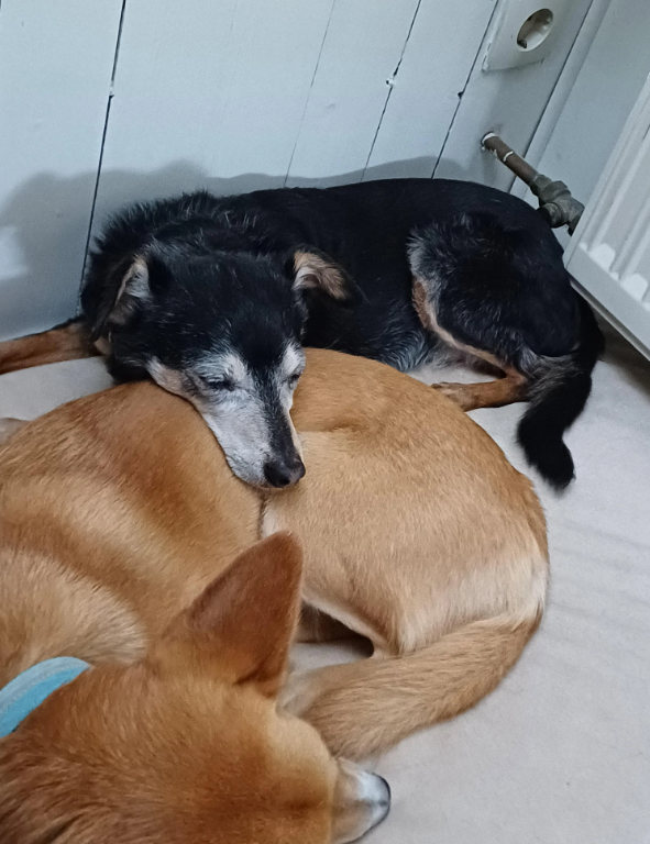 Cheezburger Image 10619516928