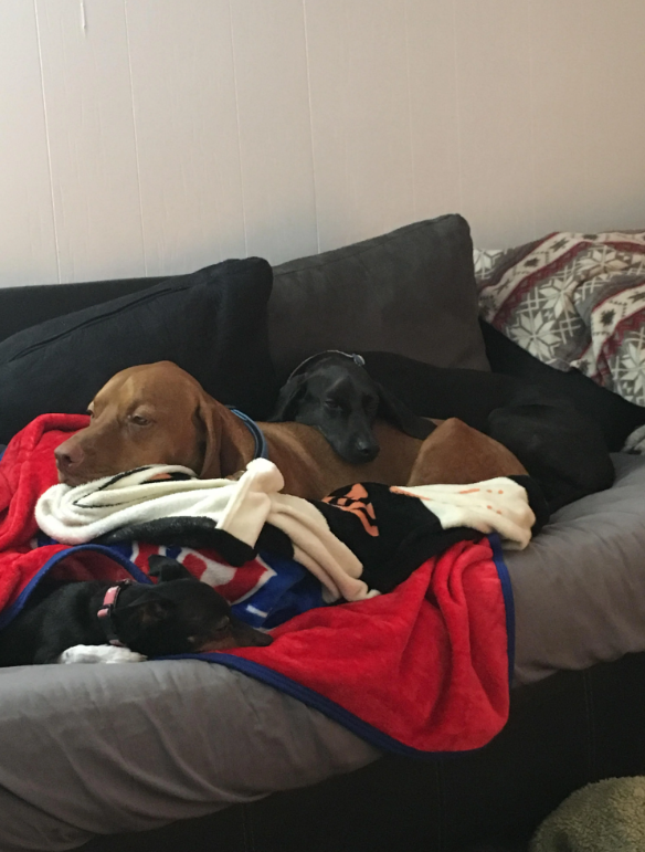 Cheezburger Image 10619517440