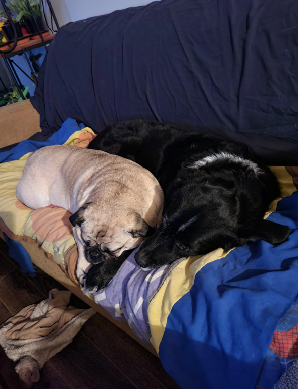 Cheezburger Image 10619517696