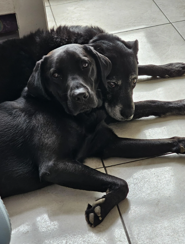 Cheezburger Image 10619517952