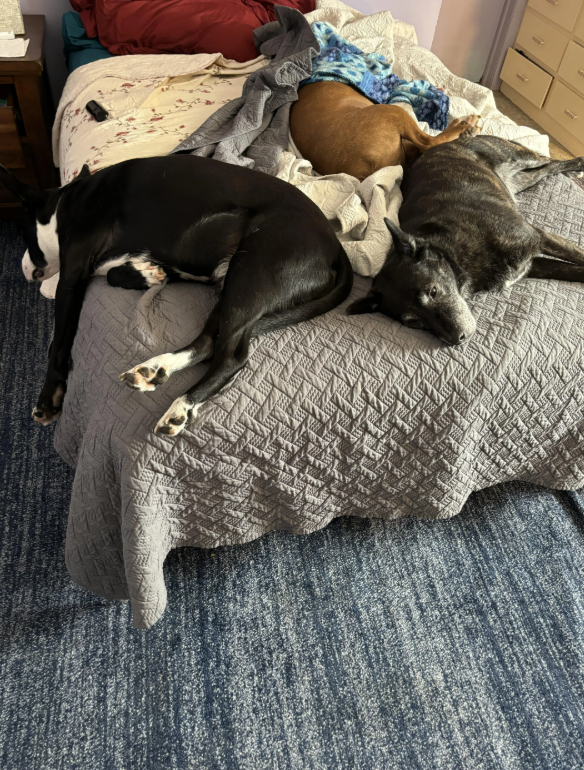 Cheezburger Image 10619518208