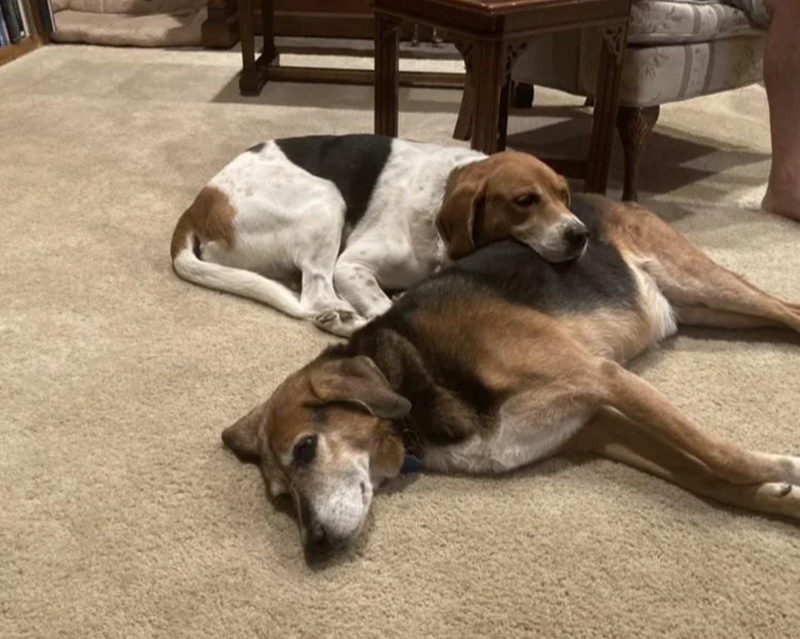 Cheezburger Image 10619518464