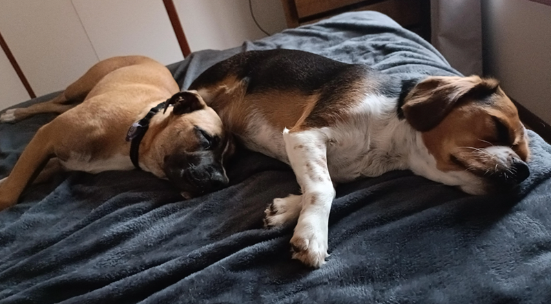 Cheezburger Image 10619518720