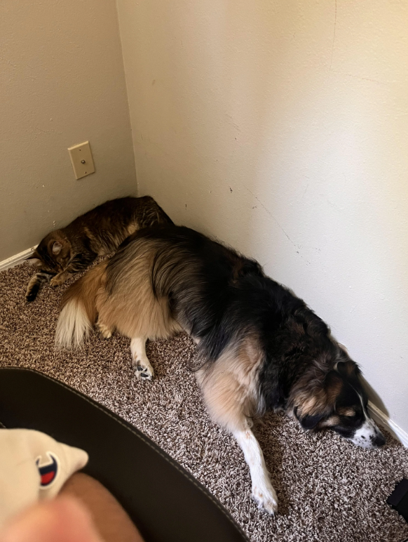 Cheezburger Image 10619518976