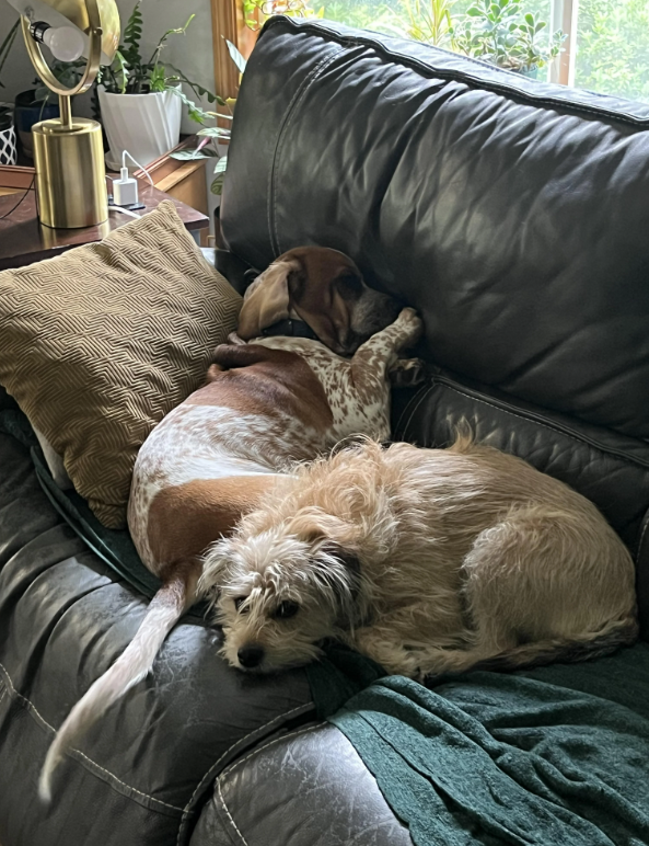 Cheezburger Image 10619519232