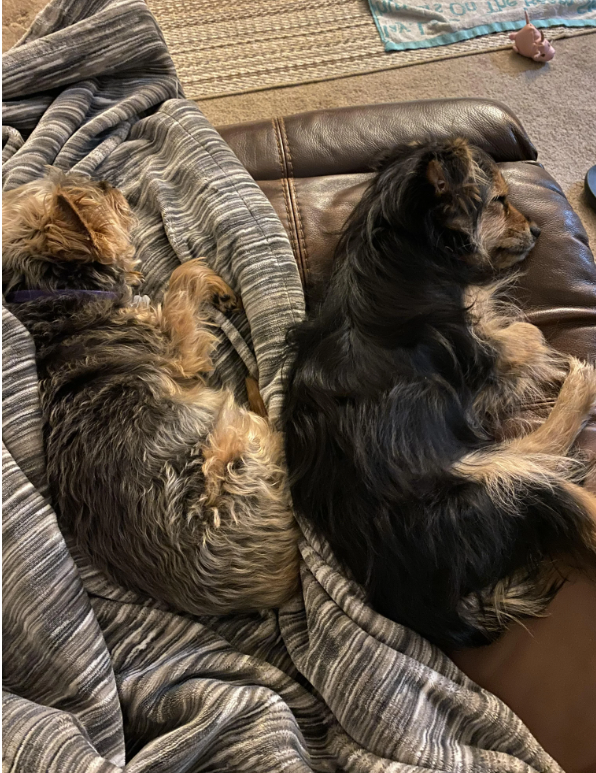 Cheezburger Image 10619519488