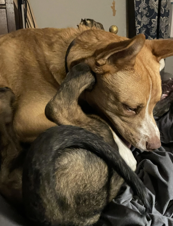 Cheezburger Image 10619519744