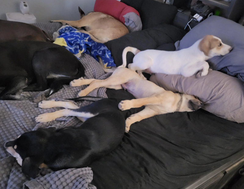 Cheezburger Image 10619520000