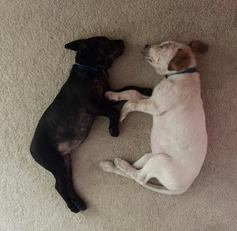 Cheezburger Image 10619520256