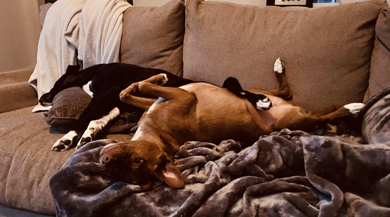 Cheezburger Image 10619520512