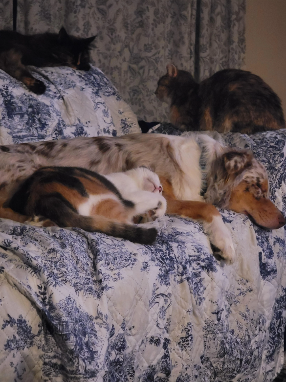 Cheezburger Image 10619520768