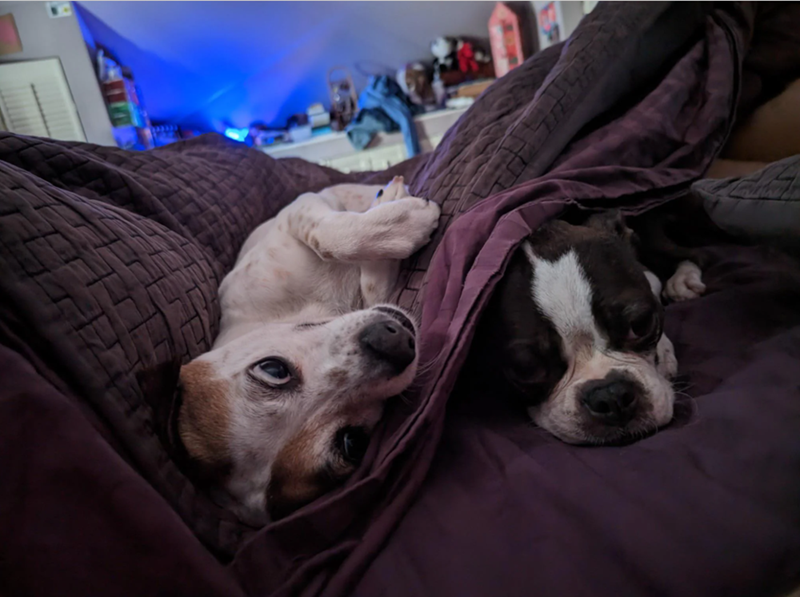 Cheezburger Image 10619521024