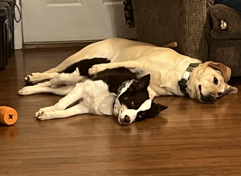 Cheezburger Image 10619521280