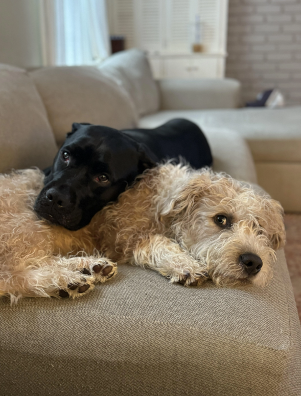 Cheezburger Image 10619521536