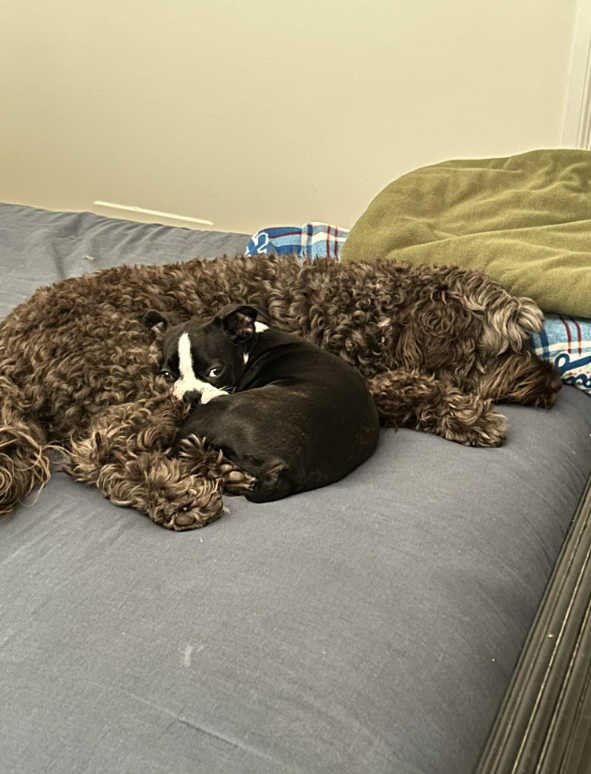 Cheezburger Image 10619521792