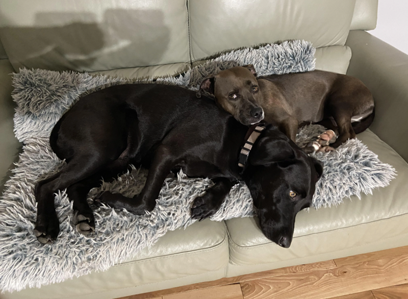 Cheezburger Image 10619522048