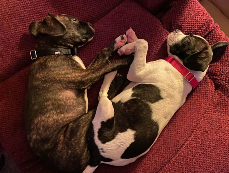 Cheezburger Image 10619522304