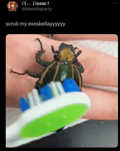 C() isaac! @bbeetleparty scrub my exoskellayyyyyy