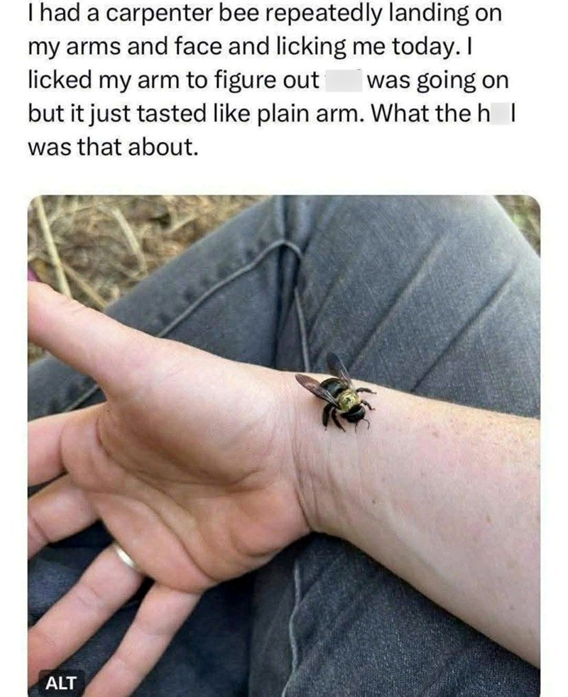 I had a carpenter bee repeatedly landing on my arms and face and licking me today. I licked my arm to figure out was going on but it just tasted like plain arm. What the h I was that about. ALT