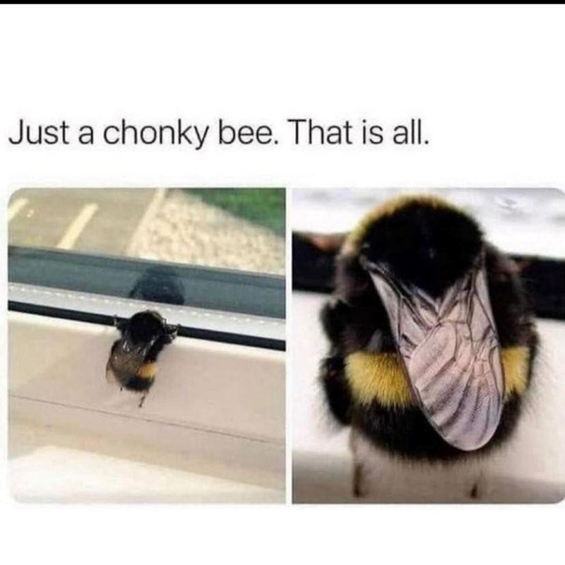 Just a chonky bee. That is all.