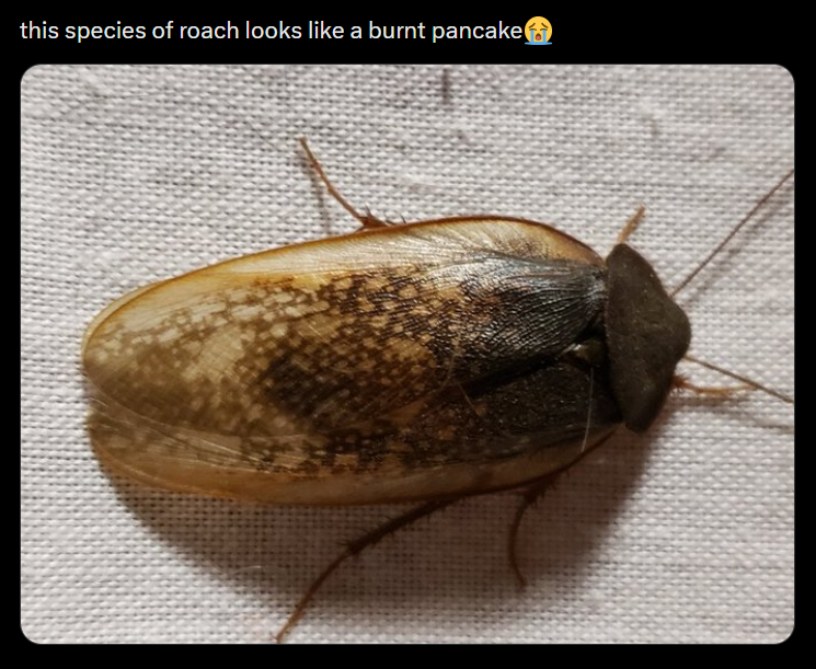 this species of roach looks like a burnt pancake