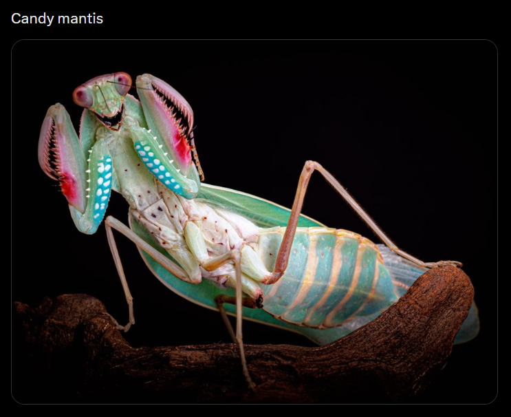 Candy mantis