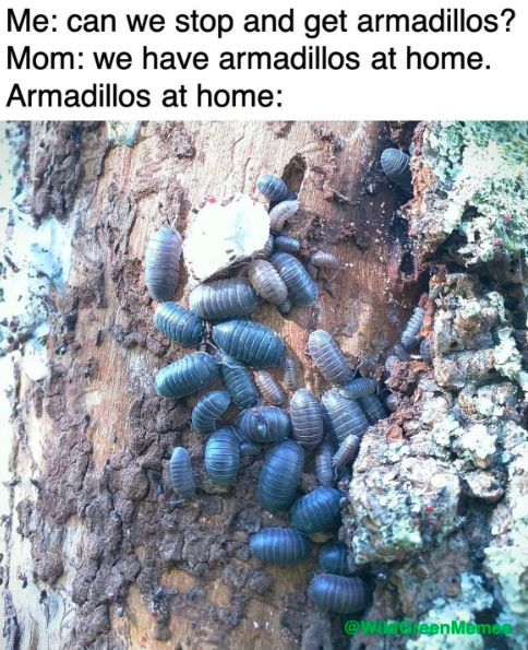 Me: can we stop and get armadillos? Mom: we have armadillos at home. Armadillos at home: @wingjeenMemes