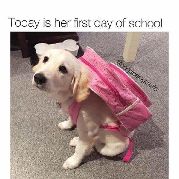 Today is her first day of school @dogsbeingbasic