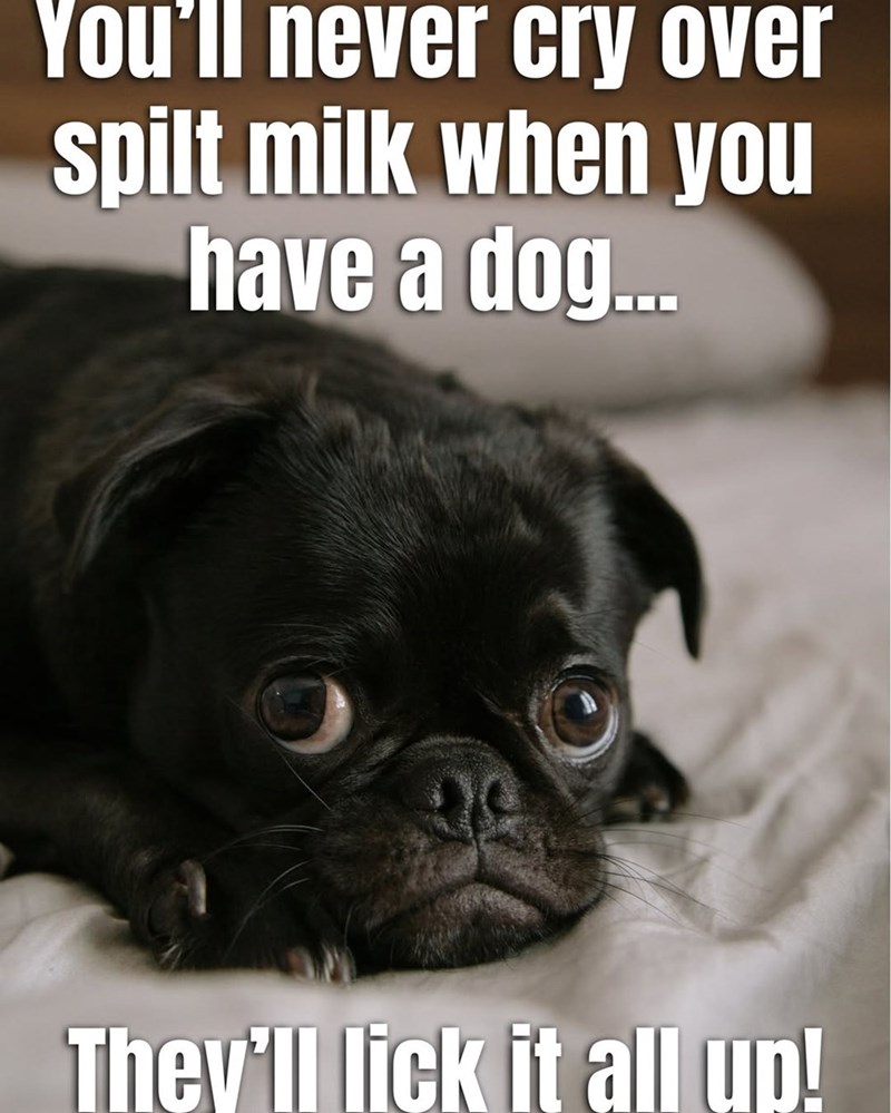 You'll never cry over spilt milk when you have a dog... They'll lick it all up!