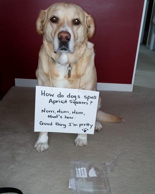 How do dogs spell Apricot Squares? Nom, Nom, Nom, that's how. Good thing I'm pretty