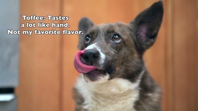 Toffee: Tastes a lot like hand. Not my favorite flavor.