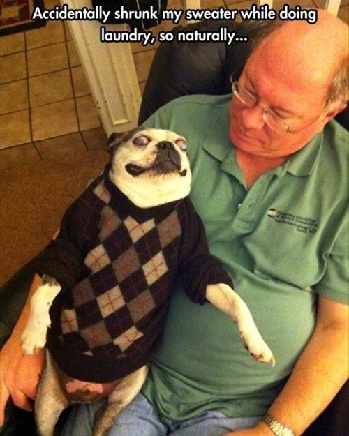 Accidentally shrunk my sweater while doing laundry, so naturally...