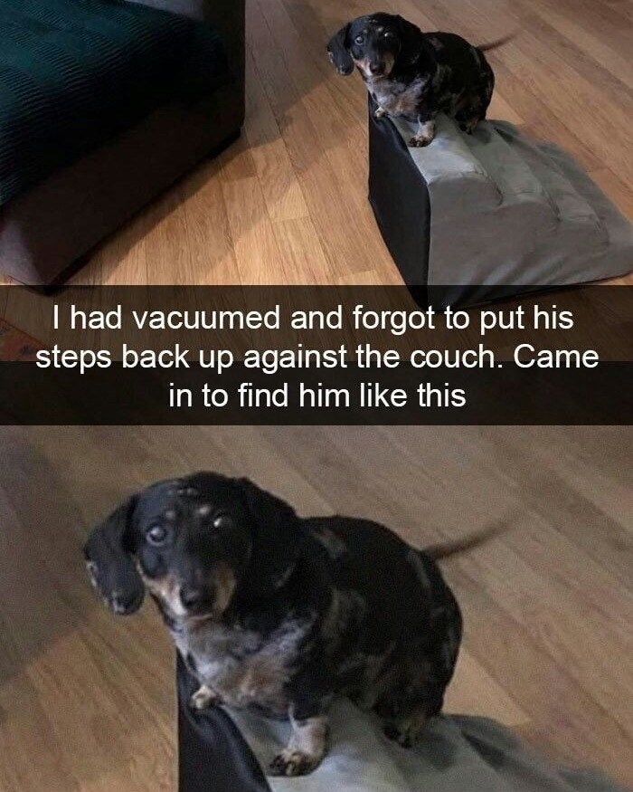 I had vacuumed and forgot to put his steps back up against the couch. Came in to find him like this