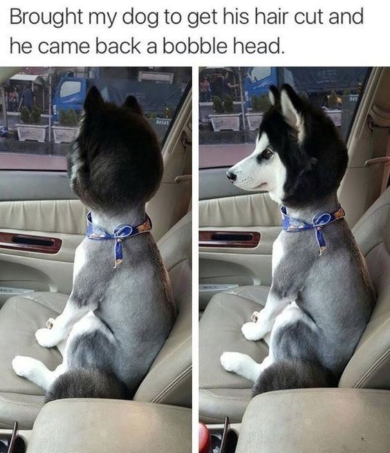 Brought my dog to get his hair cut and he came back a bobble head. 845