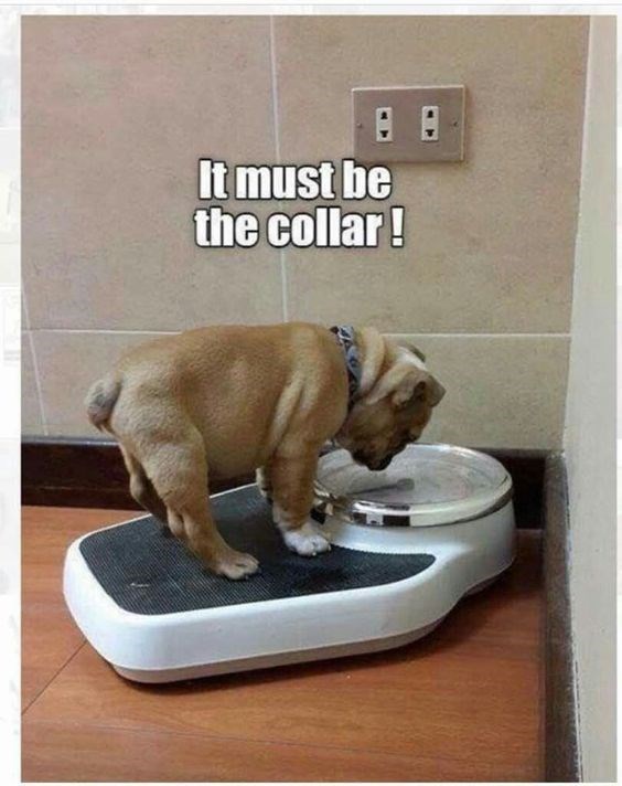 It must be A B the collar!