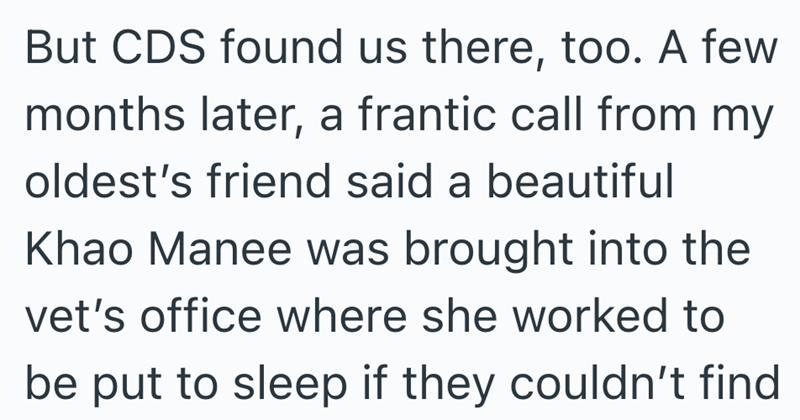 But CDS found us there, too. A few months later, a frantic call from my oldest's friend said a beautiful Khao Manee was brought into the vet's office where she worked to be put to sleep if they couldn't find