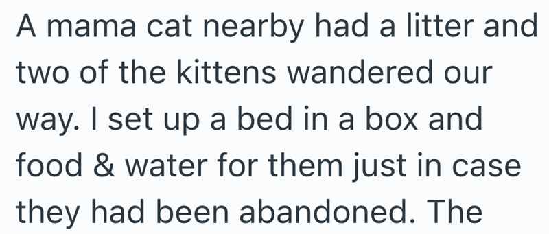 A mama cat nearby had a litter and two of the kittens wandered our way. I set up a bed in a box and food & water for them just in case they had been abandoned. The