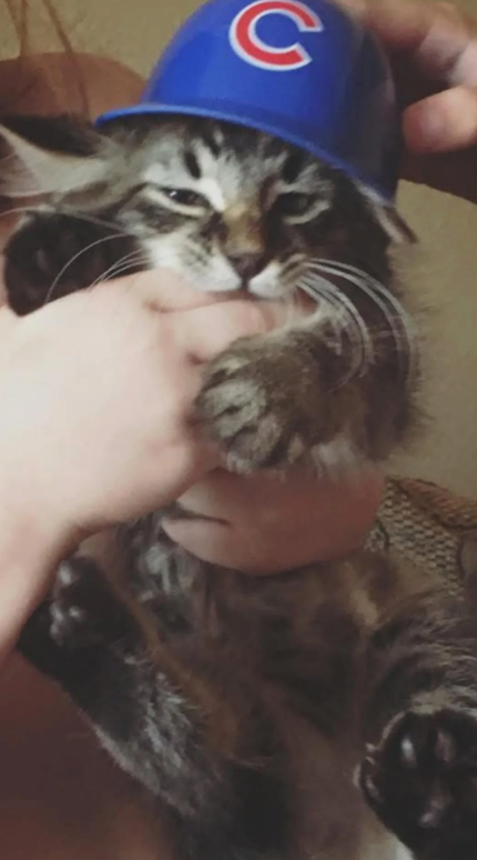 Cheezburger Image 10619542528