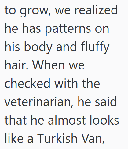 to grow, we realized he has patterns on his body and fluffy hair. When we checked with the veterinarian, he said that he almost looks like a Turkish Van,