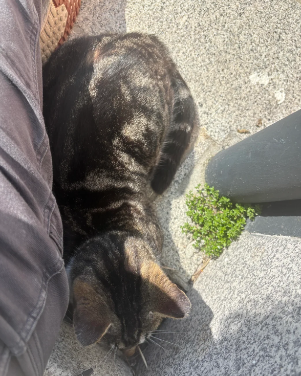 Cheezburger Image 10619556352