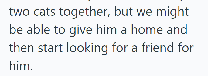 two cats together, but we might be able to give him a home and then start looking for a friend for him.