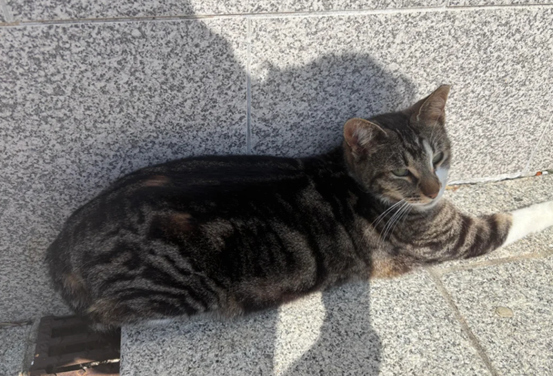 Cheezburger Image 10619556864