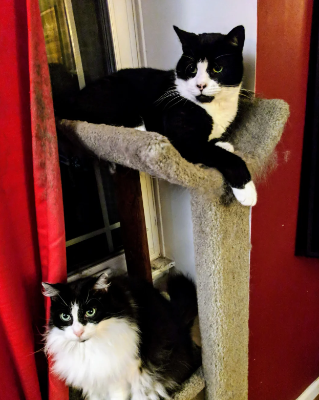 Cheezburger Image 10619557376